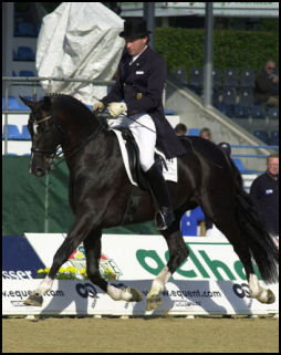 De Niro Black Hanoverian stallion